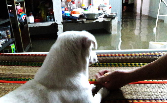 Mưa ngập lịch sử ở TP.HCM: Rắn rết bơi vào nhà, ăn tiệc cưới trong biển nước-6