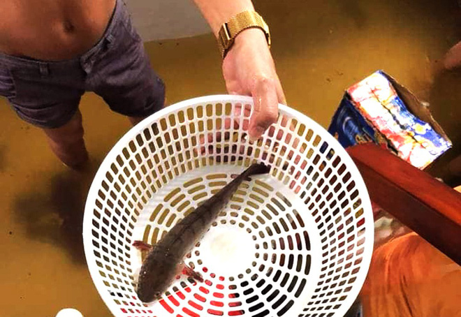 Mưa ngập lịch sử ở TP.HCM: Rắn rết bơi vào nhà, ăn tiệc cưới trong biển nước-11