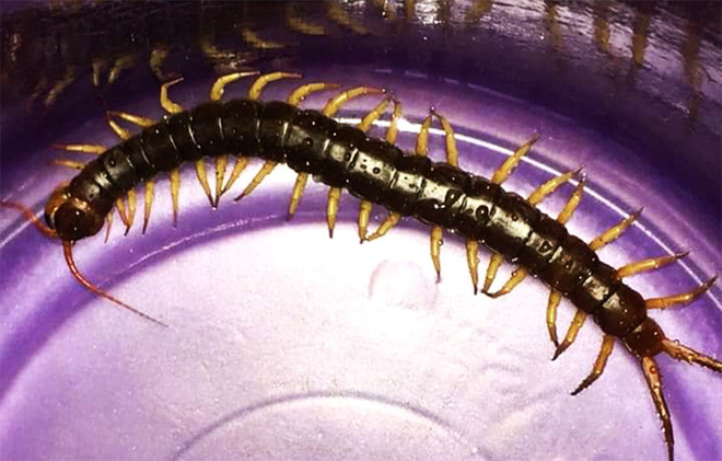 Mưa ngập lịch sử ở TP.HCM: Rắn rết bơi vào nhà, ăn tiệc cưới trong biển nước-13