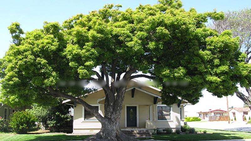 Cứ đặt 5 thứ này ở trước cửa thảo nào Thần tài đến cũng quay đầu bỏ chạy...-3