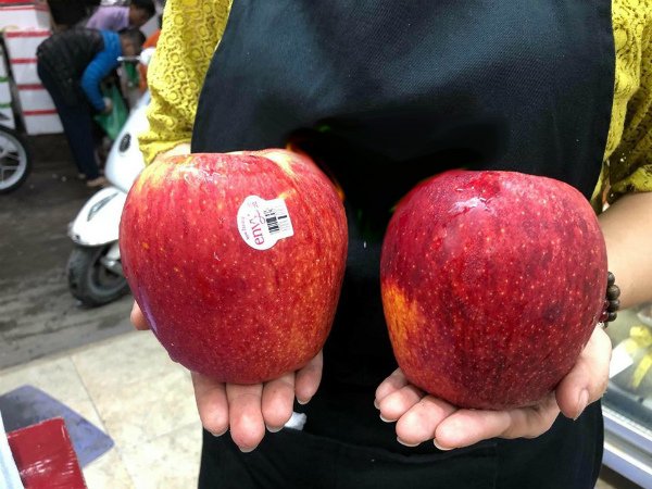 Dân Hà thành phát sốt với trái táo to như quả bưởi-2