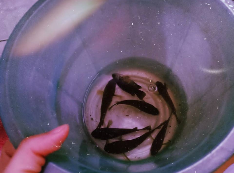 Sau bão số 9, dân mạng dở khóc dở cười bởi những vị khách không mời mà đến-1