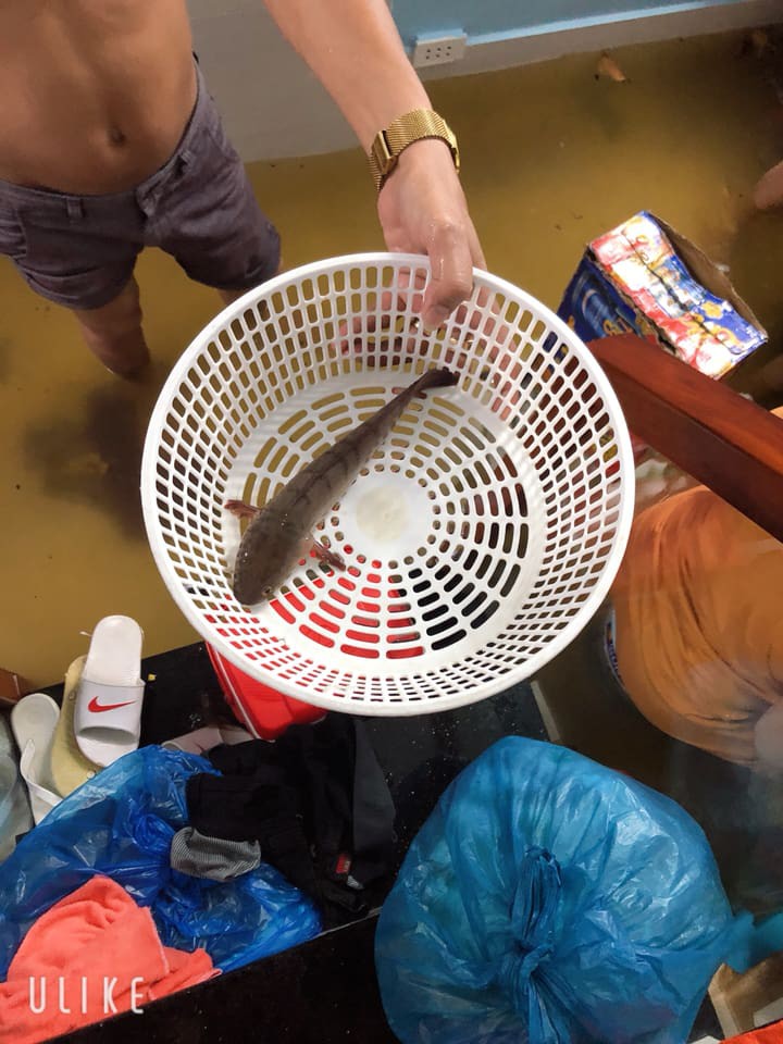 Sau bão số 9, dân mạng dở khóc dở cười bởi những vị khách không mời mà đến-2