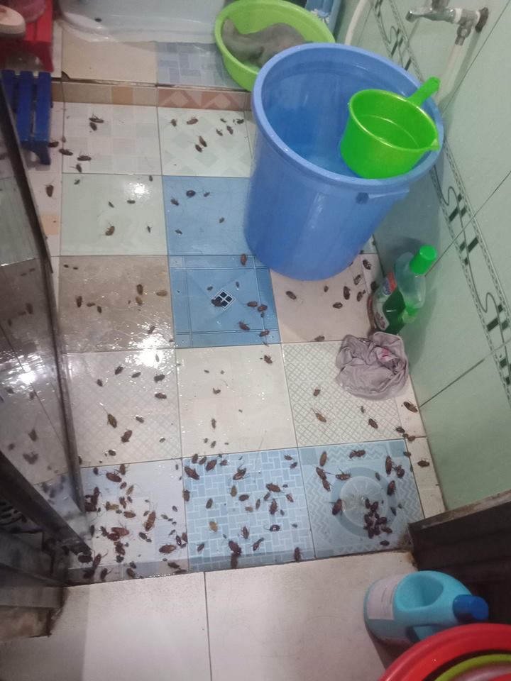 Sau bão số 9, dân mạng dở khóc dở cười bởi những vị khách không mời mà đến-11