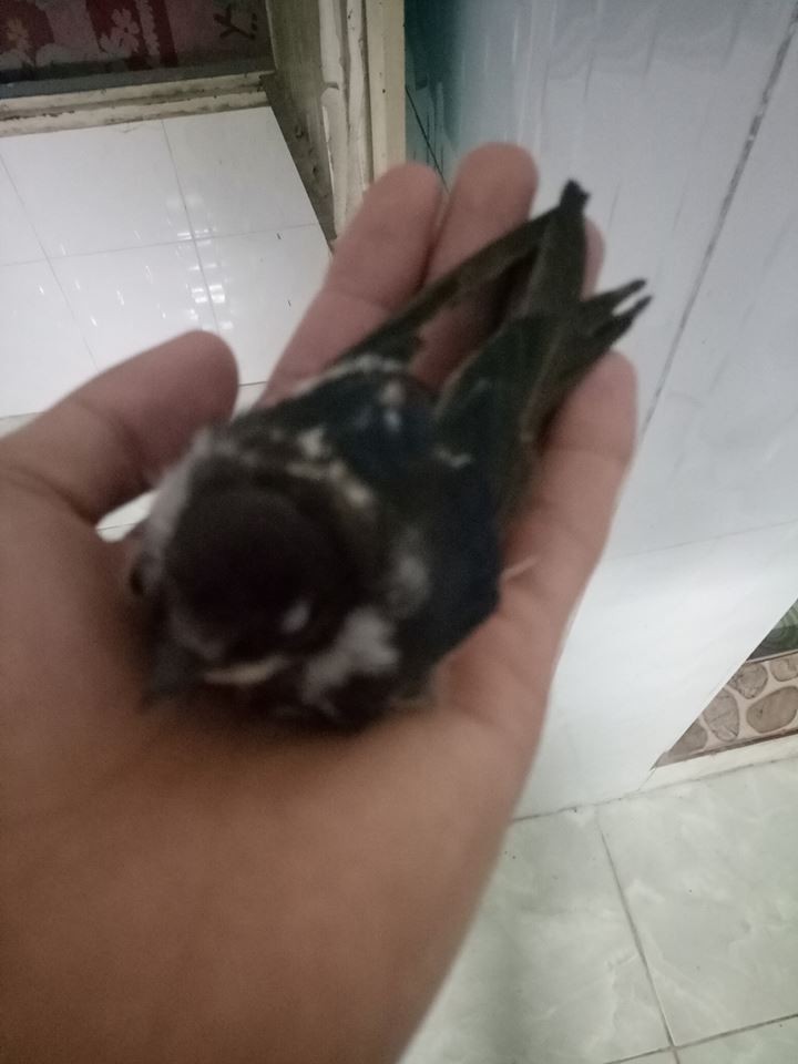 Sau bão số 9, dân mạng dở khóc dở cười bởi những vị khách không mời mà đến-4