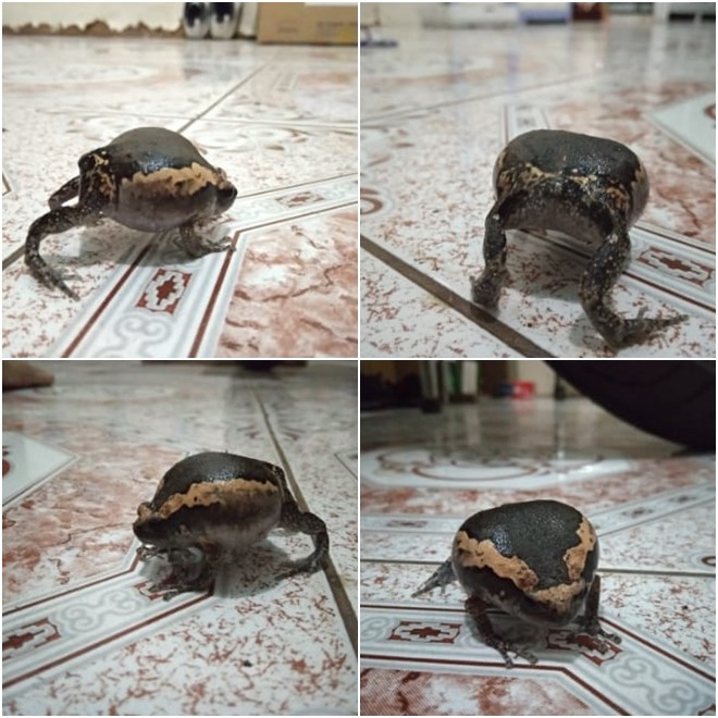 Sau bão số 9, dân mạng dở khóc dở cười bởi những vị khách không mời mà đến-5