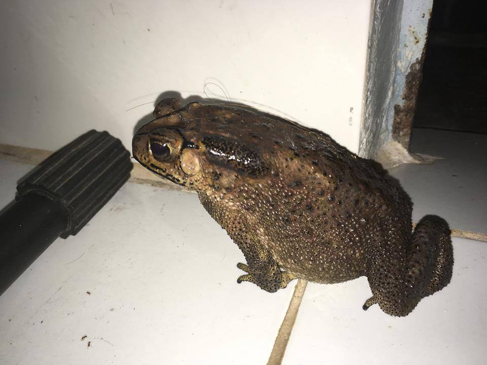 Sau bão số 9, dân mạng dở khóc dở cười bởi những vị khách không mời mà đến-6