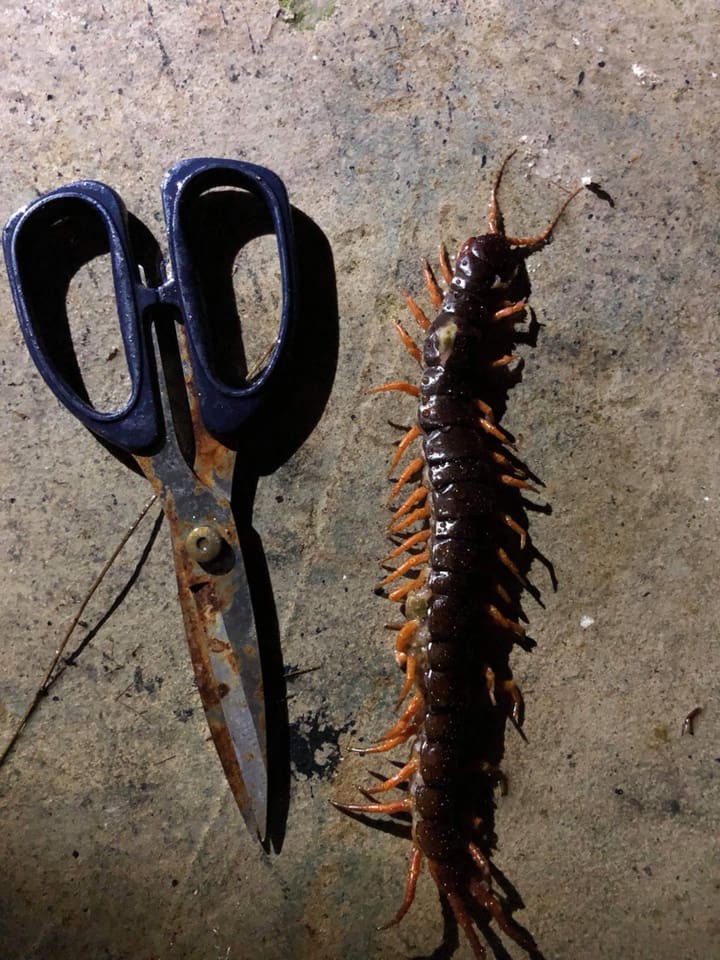 Sau bão số 9, dân mạng dở khóc dở cười bởi những vị khách không mời mà đến-7