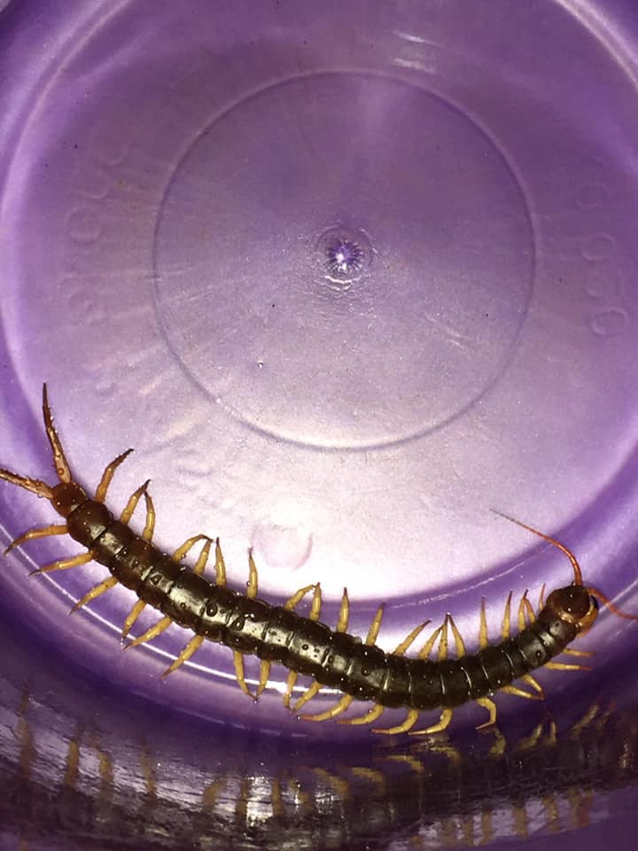 Sau bão số 9, dân mạng dở khóc dở cười bởi những vị khách không mời mà đến-8