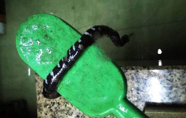 Sau bão số 9, dân mạng dở khóc dở cười bởi những vị khách không mời mà đến-9