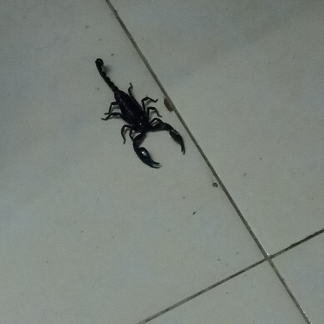 Sau bão số 9, dân mạng dở khóc dở cười bởi những vị khách không mời mà đến-10