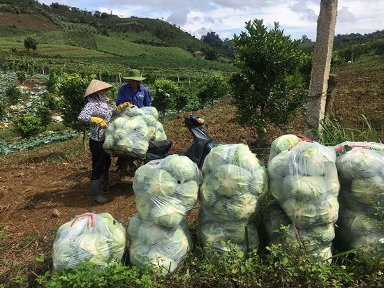 Trai 18 tuổi, trồng 6.000m2 rau cải bắp, kiếm 100 triệu đồng/năm-5