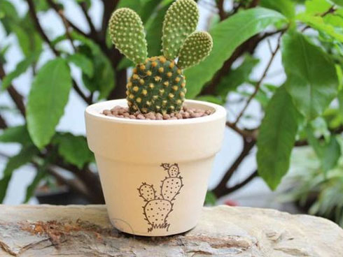 Chọn ‘thần cây’ gác cổng xua tà khí, hút tài lộc vào nhà-6