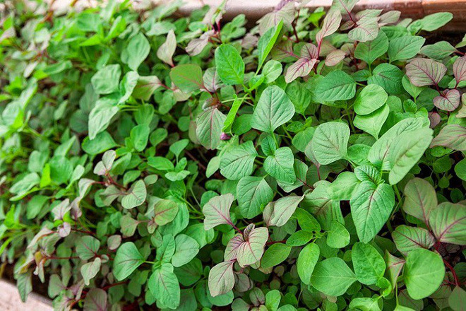 Loại rau- vị thuốc quét sạch độc tố, chữa táo bón cực tốt: Chợ Việt rất nhiều, giá rẻ-1