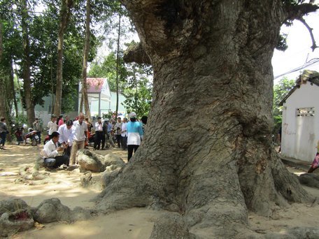 Bí ẩn chưa biết về cụ cây dầu dù khổng lồ trên đất Trà Vinh-2