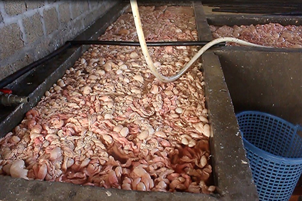 Quảng Ninh: Bắt quả tang cơ sở chế biến 20 tấn lòng lợn tẩm ướp hóa chất-1