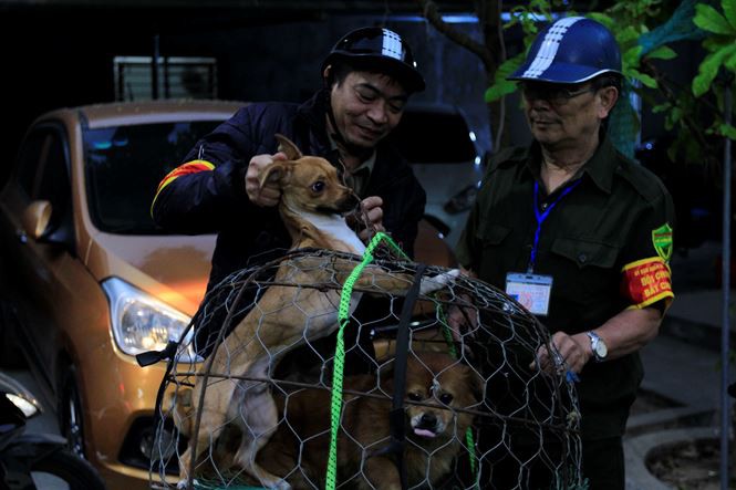 Tờ mờ sáng, theo chân đội bắt chó thả rông ở Hà Nội-10