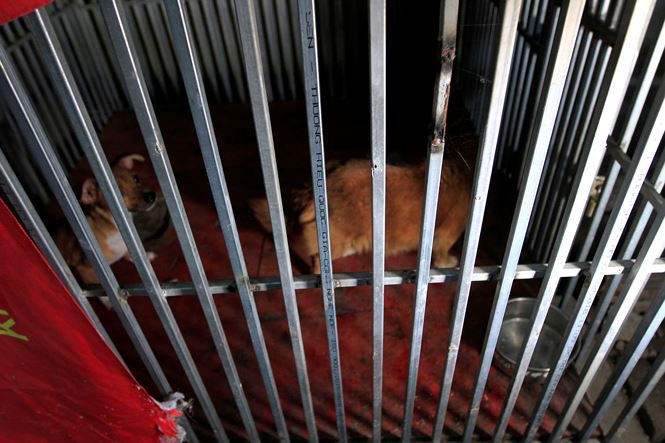 Tờ mờ sáng, theo chân đội bắt chó thả rông ở Hà Nội-11