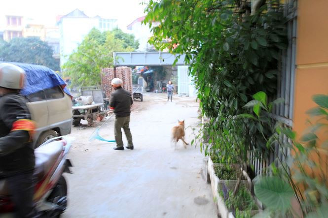 Tờ mờ sáng, theo chân đội bắt chó thả rông ở Hà Nội-12