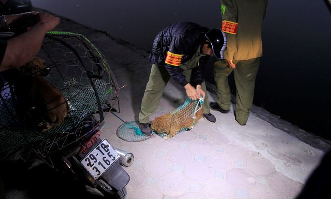 Tờ mờ sáng, theo chân đội bắt chó thả rông ở Hà Nội-8