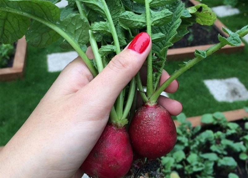 Hà Tăng lấy thiếu gia ở biệt thự siêu sang, bố mẹ lại hoàn toàn khác biệt-8