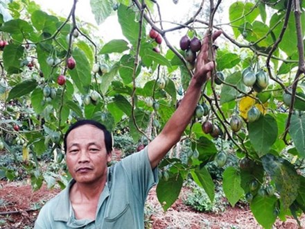 Thê thảm với cà chua từng được tâng bốc '1 triệu đồng/kg'