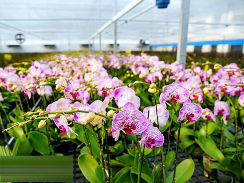 Lãi 3 tỷ đồng/năm đều như vắt chanh nhờ nuôi cá trên đỉnh mây mù-5