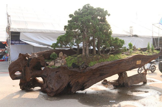 Cặp bonsai mọc trên gốc cây củi mục trăm tuổi giá bạc tỷ ở Hà Nội-1