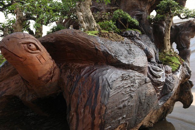 Cặp bonsai mọc trên gốc cây củi mục trăm tuổi giá bạc tỷ ở Hà Nội-8