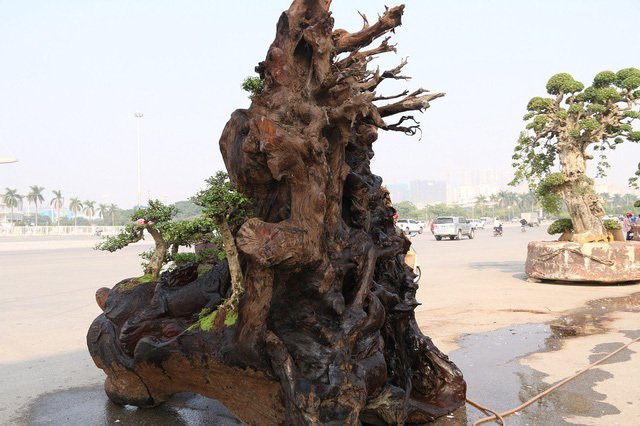 Cặp bonsai mọc trên gốc cây củi mục trăm tuổi giá bạc tỷ ở Hà Nội-9