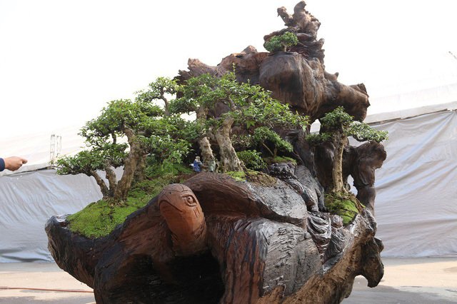 Cặp bonsai mọc trên gốc cây củi mục trăm tuổi giá bạc tỷ ở Hà Nội-10