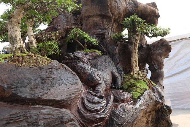 Cặp bonsai mọc trên gốc cây củi mục trăm tuổi giá bạc tỷ ở Hà Nội-11