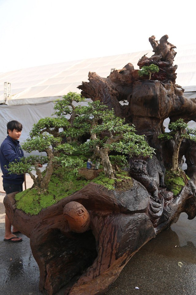 Cặp bonsai mọc trên gốc cây củi mục trăm tuổi giá bạc tỷ ở Hà Nội-12
