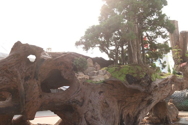 Cặp bonsai mọc trên gốc cây củi mục trăm tuổi giá bạc tỷ ở Hà Nội-2
