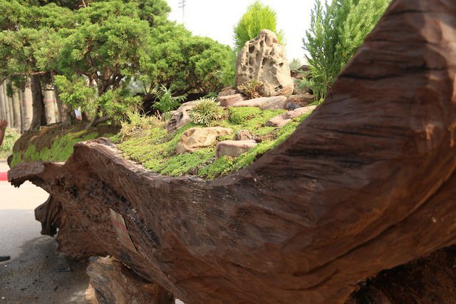 Cặp bonsai mọc trên gốc cây củi mục trăm tuổi giá bạc tỷ ở Hà Nội-3