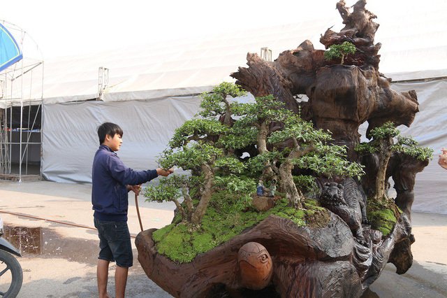 Cặp bonsai mọc trên gốc cây củi mục trăm tuổi giá bạc tỷ ở Hà Nội-5