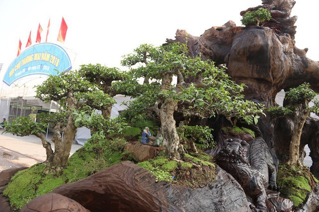Cặp bonsai mọc trên gốc cây củi mục trăm tuổi giá bạc tỷ ở Hà Nội-6