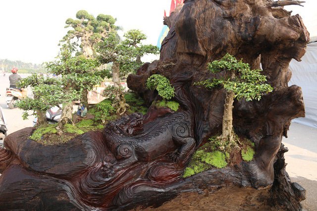 Cặp bonsai mọc trên gốc cây củi mục trăm tuổi giá bạc tỷ ở Hà Nội-7