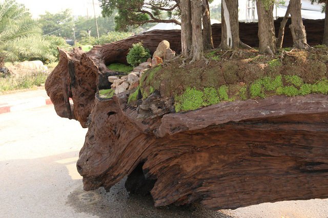 Cặp bonsai mọc trên gốc cây củi mục trăm tuổi giá bạc tỷ ở Hà Nội-4