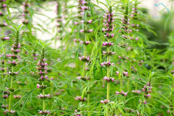 Nổi tiếng dâm loàn, Võ Tắc Thiên đã níu kéo thanh xuân bằng thứ bột thần tiên này-5