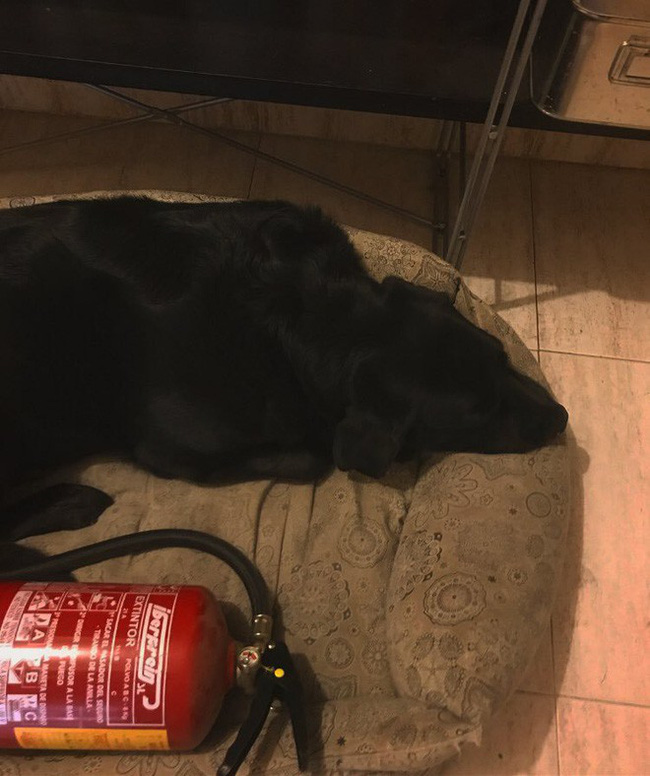 Câu hỏi gây tranh cãi dữ dội từ MXH Tây Ban Nha đến Việt Nam: Lỡ cháy nhà, bạn sẽ cứu đứa bé hư đã phóng hỏa hay chó cưng?-4