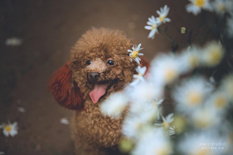 Chú chó chiếm sóng spotlight mùa cúc họa mi, ăn đứt mọi mẫu ảnh xinh đẹp-1
