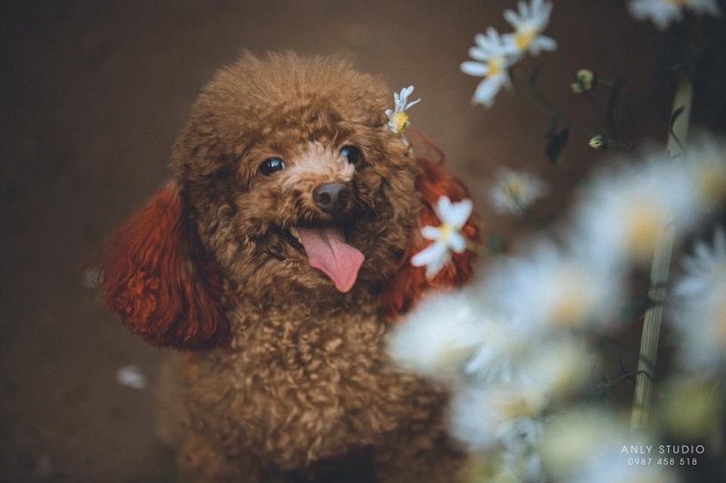 Chú chó chiếm sóng spotlight mùa cúc họa mi, ăn đứt mọi mẫu ảnh xinh đẹp-2