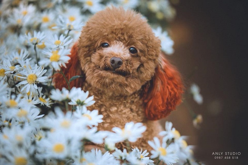 Bạn có muốn chia sẻ khoảnh khắc đáng yêu với chó cưng của mình trên các trang tin tức và mạng xã hội? Hãy để studio chụp ảnh chó giúp bạn chụp những bức ảnh đẹp nhất cho bạn và chó cưng của bạn, và chắc chắn sẽ giúp bạn thu hút được nhiều lượt xem và sự chú ý trên mạng xã hội.
