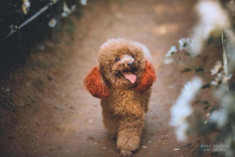 Chú chó chiếm sóng spotlight mùa cúc họa mi, ăn đứt mọi mẫu ảnh xinh đẹp-4