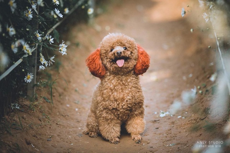 Chú chó chiếm sóng spotlight mùa cúc họa mi, ăn đứt mọi mẫu ảnh xinh đẹp-5