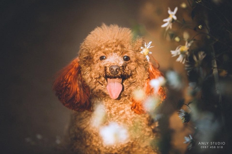 Chú chó chiếm sóng spotlight mùa cúc họa mi, ăn đứt mọi mẫu ảnh xinh đẹp-6