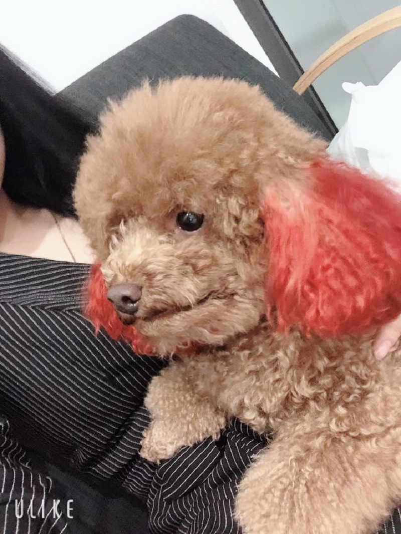 Chú chó chiếm sóng spotlight mùa cúc họa mi, ăn đứt mọi mẫu ảnh xinh đẹp-11