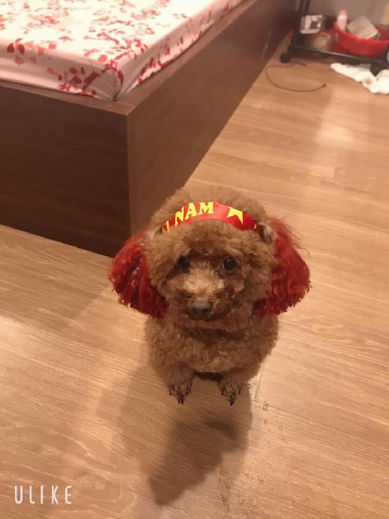 Chú chó chiếm sóng spotlight mùa cúc họa mi, ăn đứt mọi mẫu ảnh xinh đẹp-12