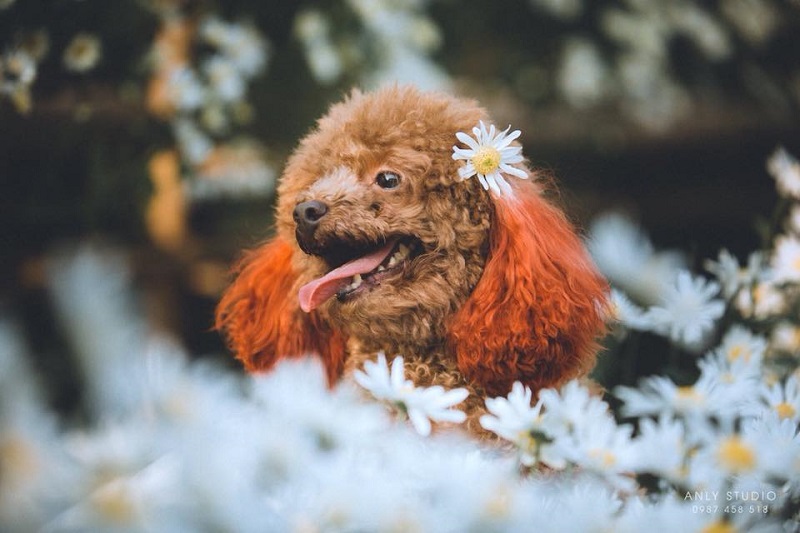 Chú chó chiếm sóng spotlight mùa cúc họa mi, ăn đứt mọi mẫu ảnh xinh đẹp-7